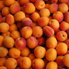 Apricot